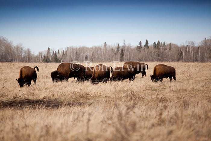 Bison, Riding Mountain National Park, Manitoba
