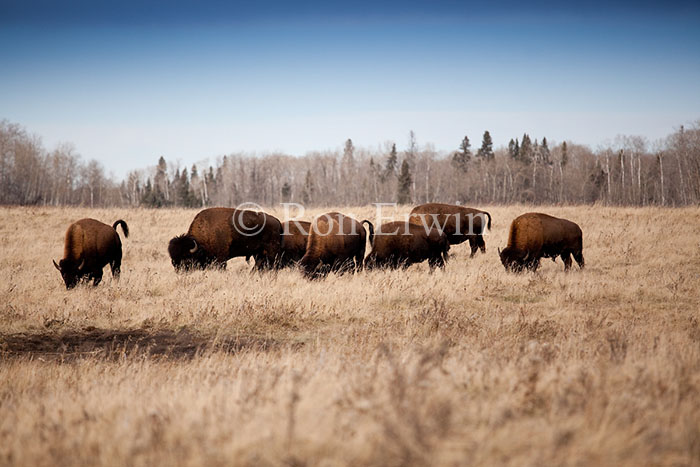 Herd of Bison