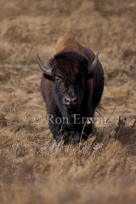 Bison - click for larger