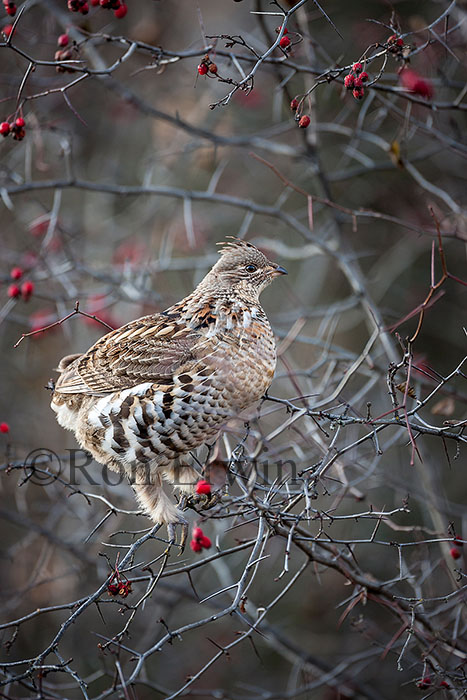 Ruffed Grouse