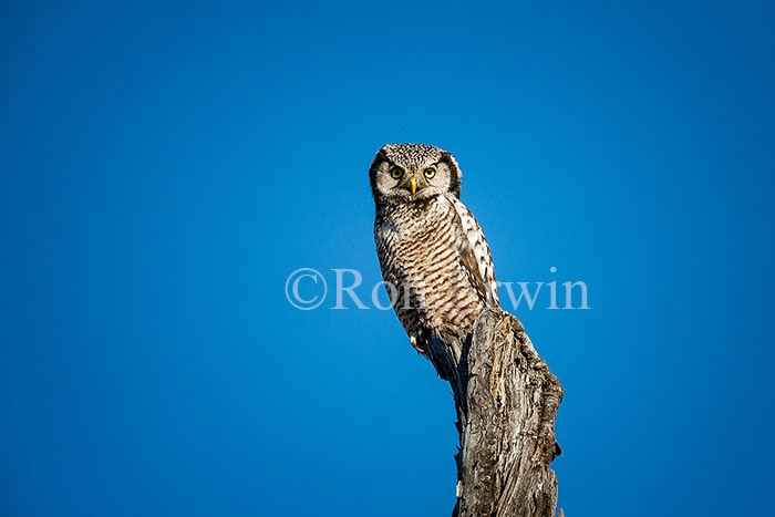 Northern Hawk Owl