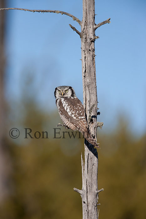 Northern Hawk Owl - click for larger
