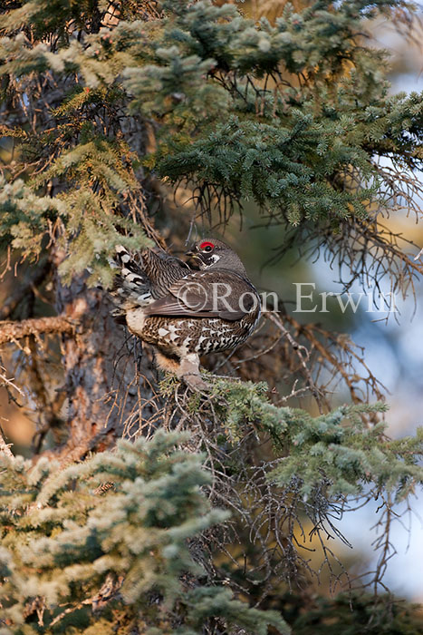 Male Spruce Grouse