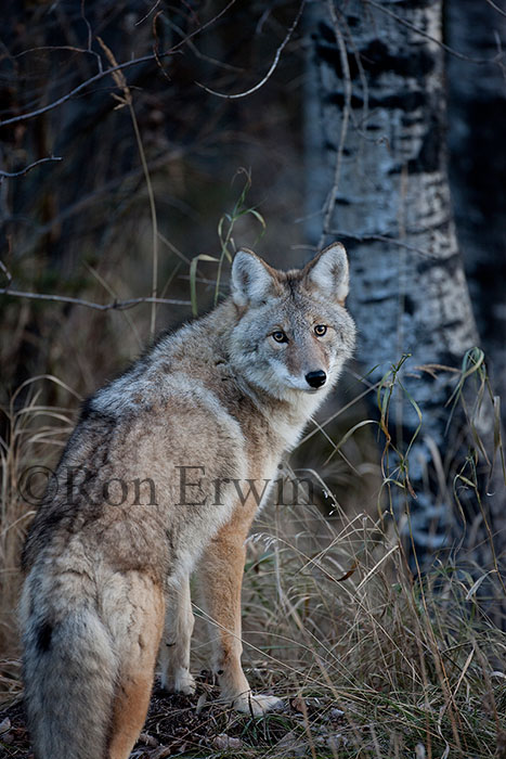 Coyote