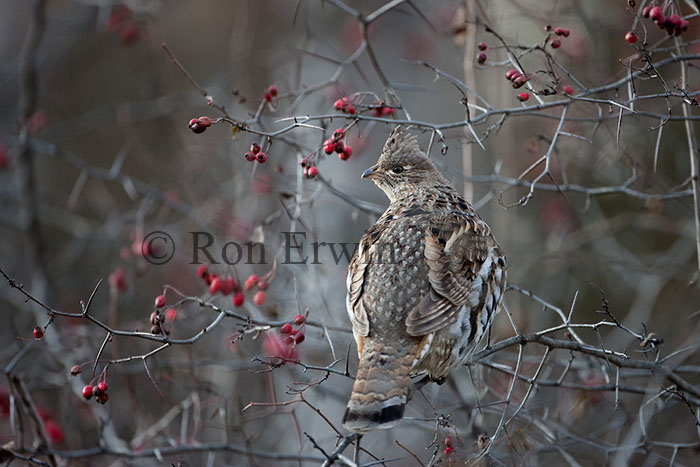 Ruffed Grouse  - click for larger