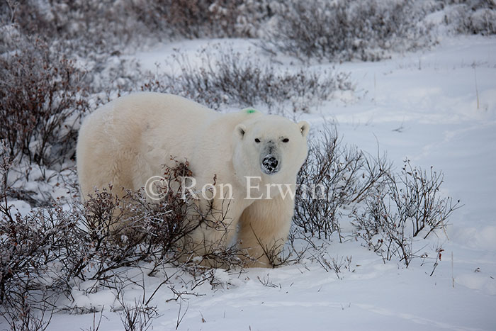 Polar Bear - click for larger