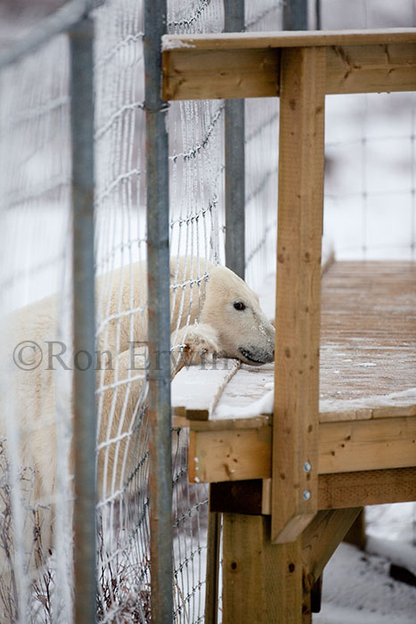 Polar Bear with Head through Fence - click for larger