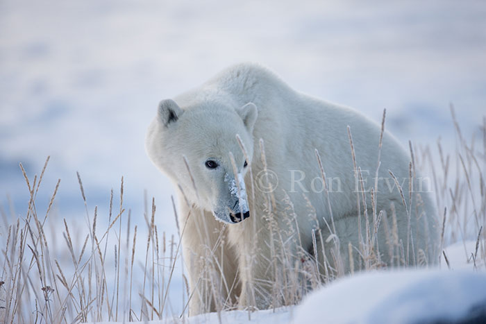 Polar Bear Sitting in Sea Lyme Grass - click for larger