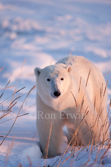 Polar Bear and Sea Lyme Grass