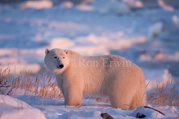 Polar Bear - click for larger
