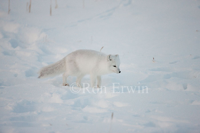 Arctic Fox in dim light
