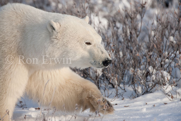 Polar Bear - click for larger