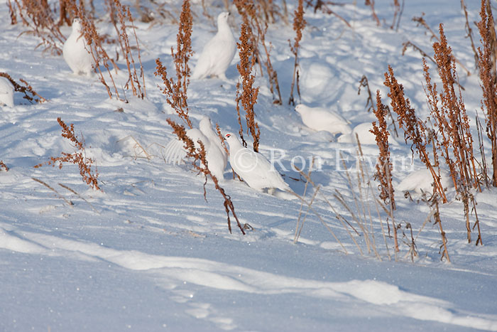 Willow Ptarmigans Invisible in Snow