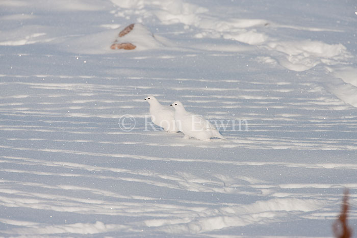 Willow Ptarmigans Camouflaged in Snow