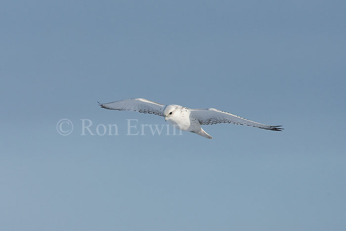 Gyrfalcon - click for larger