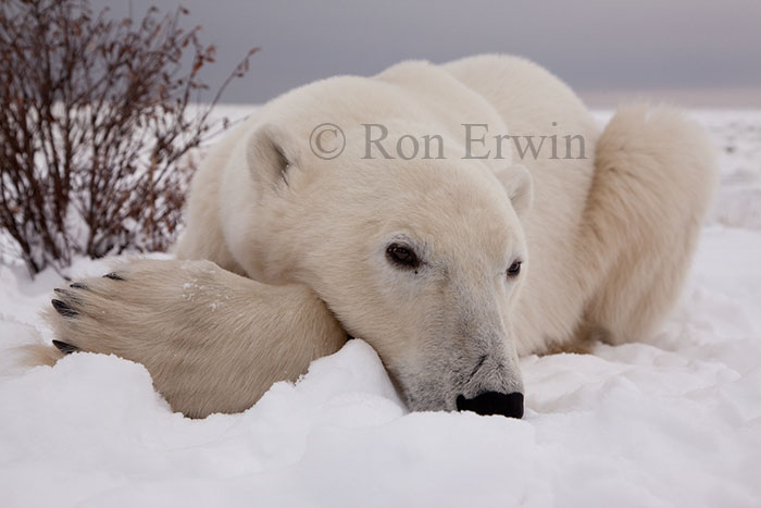 Polar Bear - click for larger