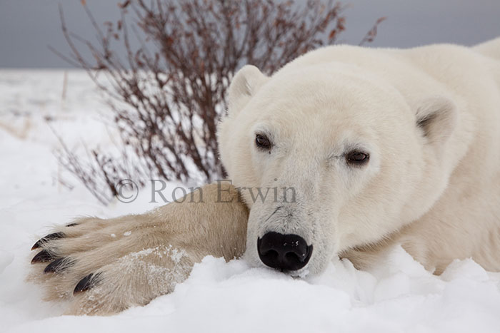 Polar Bear - click for larger