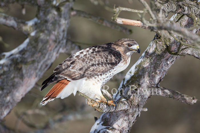 Eastern Adult Red-tailed Hawk