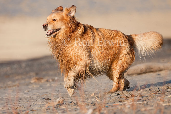 Running Dog - click to go to http://loris-log.ronerwin.com