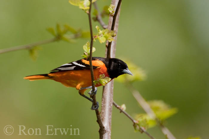 Baltimore Oriole Baltimore Oriole
