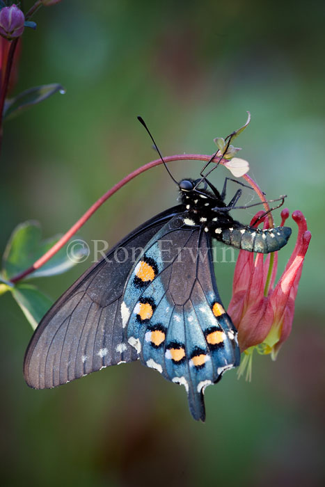 Pipevine Swallowtail on Wild Columbine Pipevine Swallowtail