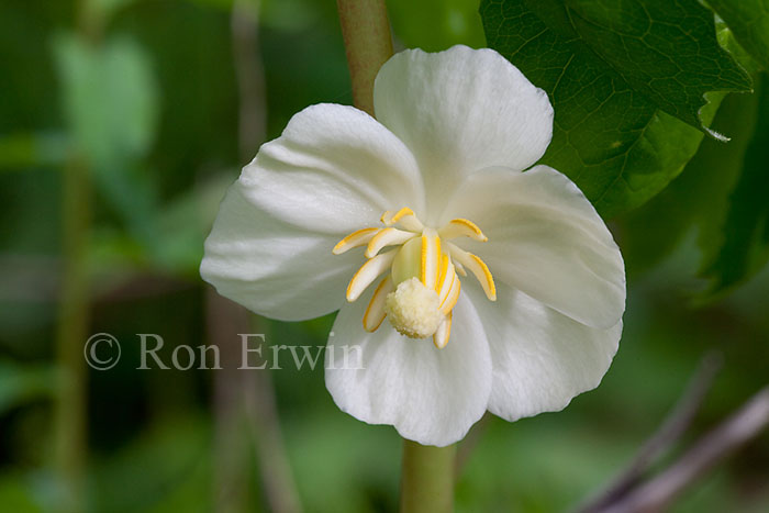 Mayapple flower