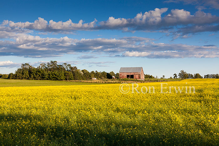 Canola Field on Manitoulin