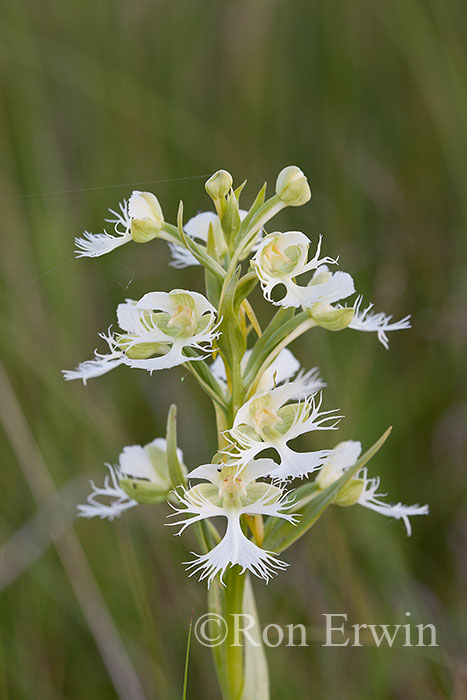 Western Prairie Fringed-Orchid