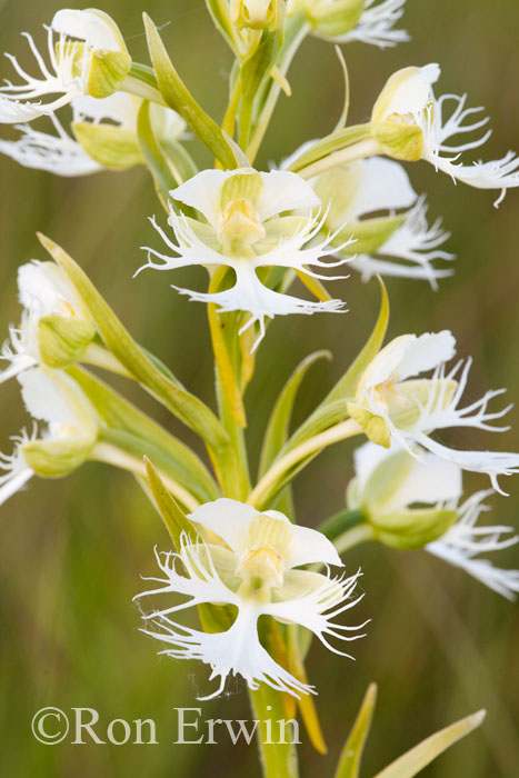 Western Prairie Fringed-Orchid