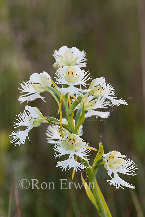 Western Prairie Fringed-Orchid