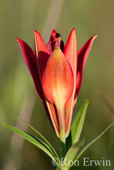 Wood Lily Flower Opening