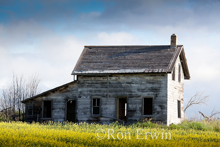 Abandoned House and Canola