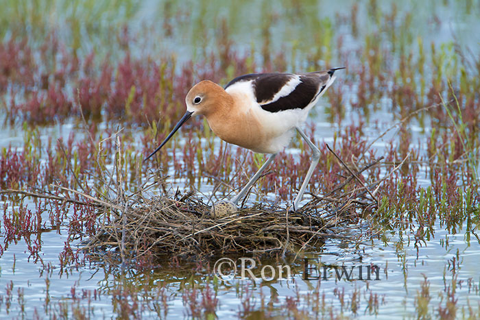 Avocet on Nest