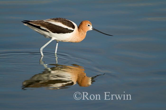 Wading Avocet