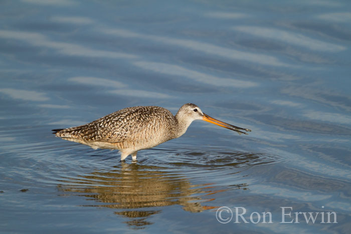 Marbled Godwit