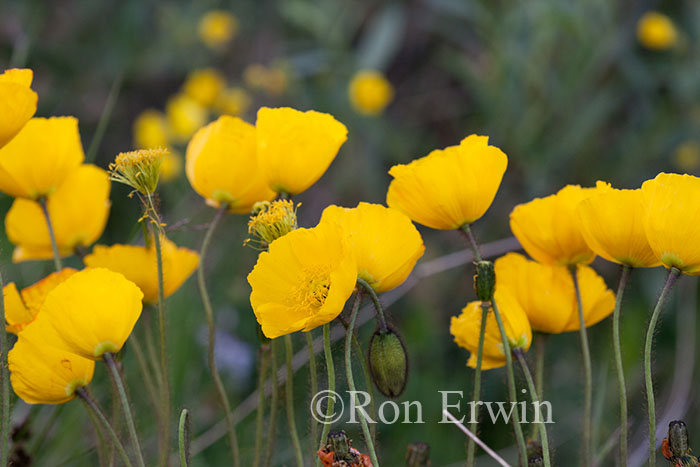 Arctic Poppies, Banff Arctic Poppies, Banff