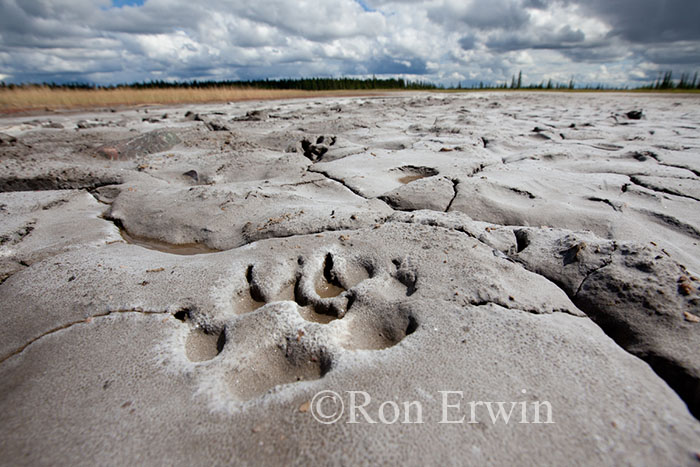 Salt Flats Wood Buffalo National Park