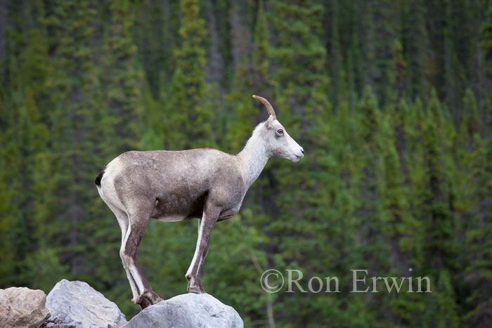 Female Stone Sheep