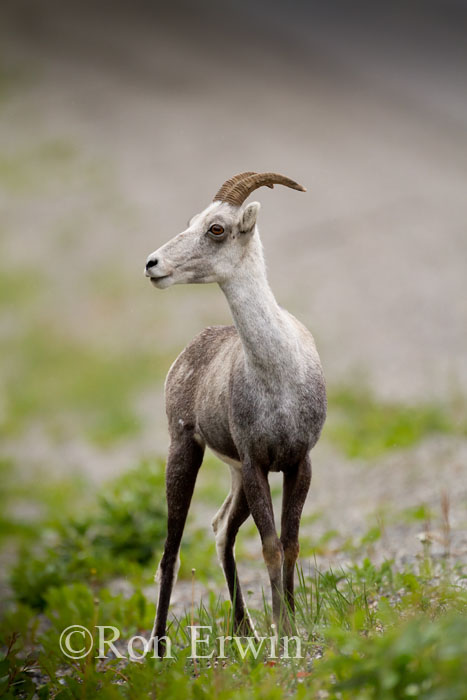 Stone Sheep Stone Sheep