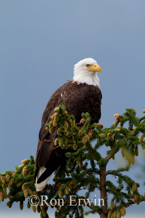 Bald Eagle