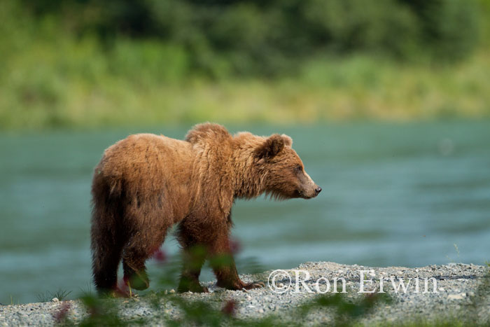 Grizzly Bear Grizzly Bear
