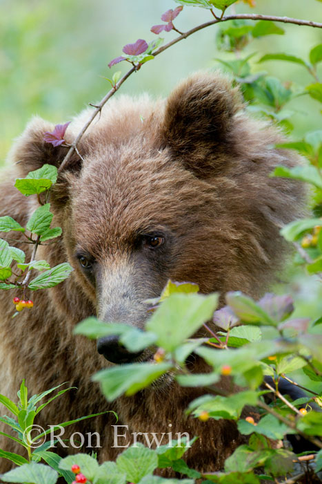 Brown Bear