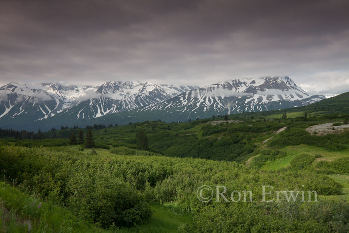 Haines Highway View