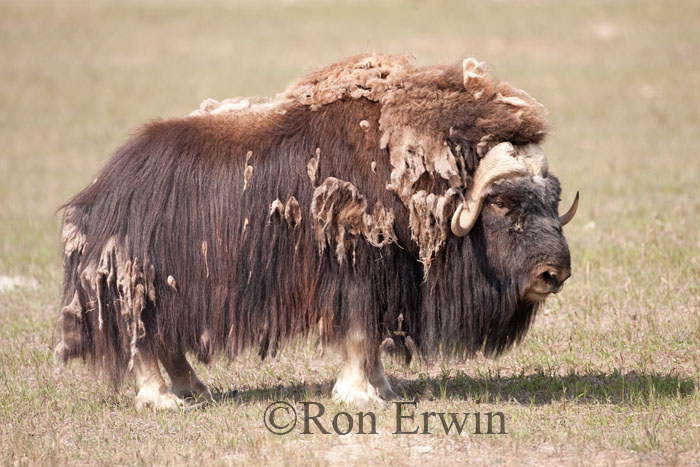 Muskox Muskox