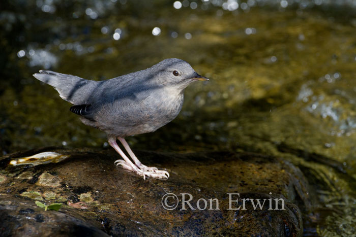 American Dipper