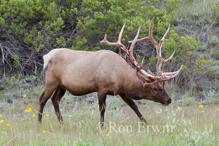 Elk with Peeling Antlers