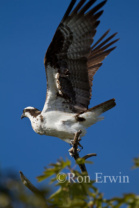 Osprey with Wings Out