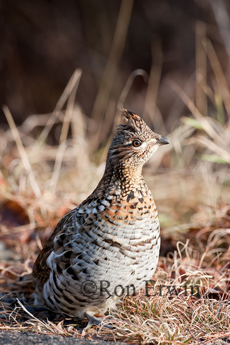 Ruffed Grouse