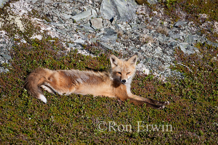 Red Fox