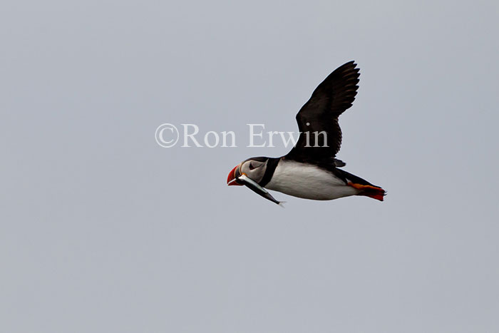 Atlantic Puffin